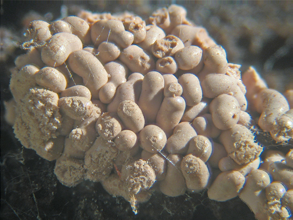 Arcyria stipata